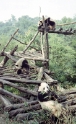Giant panda, Xian China 3